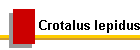 Crotalus lepidus