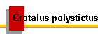 Crotalus polystictus