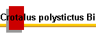 Crotalus polystictus Bild01