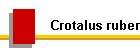 Crotalus ruber