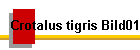 Crotalus tigris Bild01