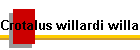 Crotalus willardi willardi Bild02