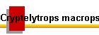 Cryptelytrops macrops Bild01