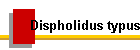 Dispholidus typus