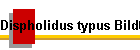 Dispholidus typus Bild02