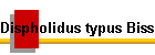 Dispholidus typus Biss Bild01