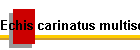 Echis carinatus multisquamatus Bild01