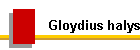 Gloydius halys
