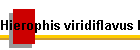 Hierophis viridiflavus Bild01
