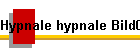 Hypnale hypnale Bild01