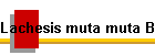 Lachesis muta muta Bild02