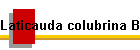 Laticauda colubrina Bild02