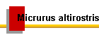 Micrurus altirostris