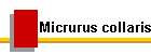 Micrurus collaris