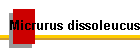 Micrurus dissoleucus