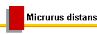 Micrurus distans