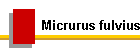 Micrurus fulvius