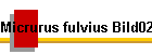 Micrurus fulvius Bild02
