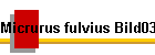 Micrurus fulvius Bild03