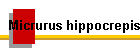 Micrurus hippocrepis