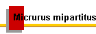Micrurus mipartitus
