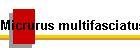 Micrurus multifasciatus