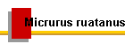 Micrurus ruatanus