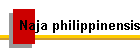 Naja philippinensis