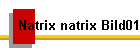 Natrix natrix Bild01