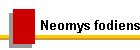 Neomys fodiens