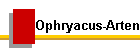 Ophryacus-Arten