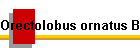 Orectolobus ornatus Bild01