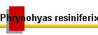 Phrynohyas resiniferix Bild01