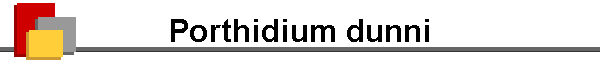 Porthidium dunni