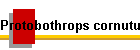 Protobothrops cornutus