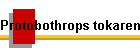 Protobothrops tokarensis