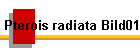 Pterois radiata Bild01