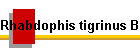 Rhabdophis tigrinus Bild02