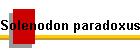 Solenodon paradoxus