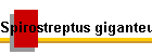 Spirostreptus giganteus Bild01