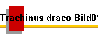 Trachinus draco Bild01