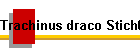 Trachinus draco Stich02
