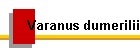 Varanus dumerilii