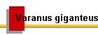 Varanus giganteus