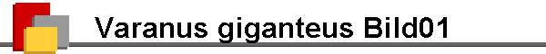 Varanus giganteus Bild01