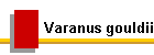 Varanus gouldii