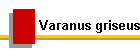 Varanus griseus