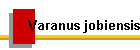 Varanus jobiensis