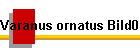 Varanus ornatus Bild01
