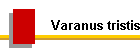 Varanus tristis